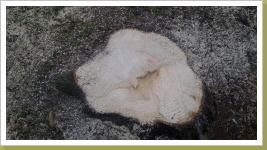 dieser Baum hat 60 Jahre Friedhofsgeschichte geschrieben